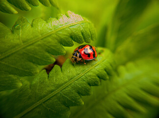 ladybug on green leaf © Yan