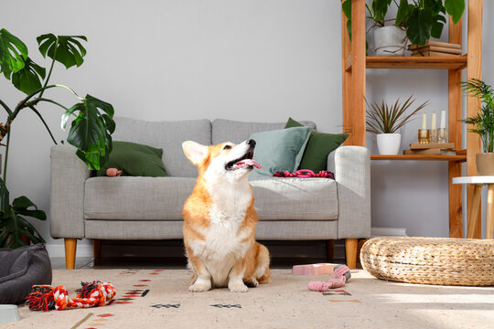 Happy welsh corgi pembroke dog sitting in a bright modern living room with houseplants, pet toys and cozy home interior