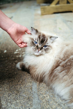 Fluffy Cat Enjoys Gentle Scratches on a Sunny Afternoon