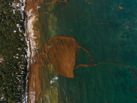 Drone shoreline with brown sargassum seaweed accumulation near coast