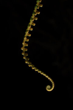 Fern nature detail