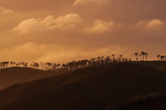 Pine trees silhouettes in Madeira highlands 