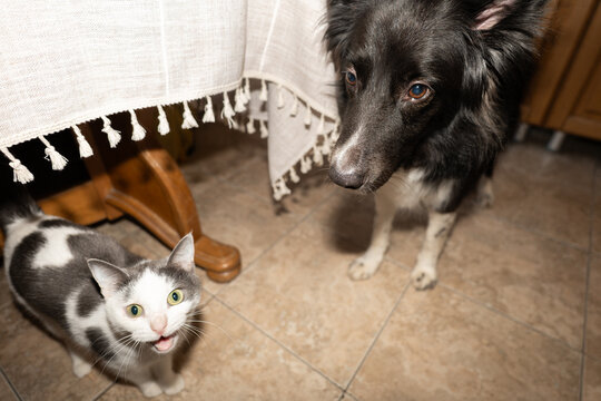Curious Kitten and Border Collie Dog Together Indoors
