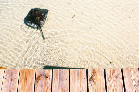 View of sting ray swimming in shallow water from dock in Bahamas