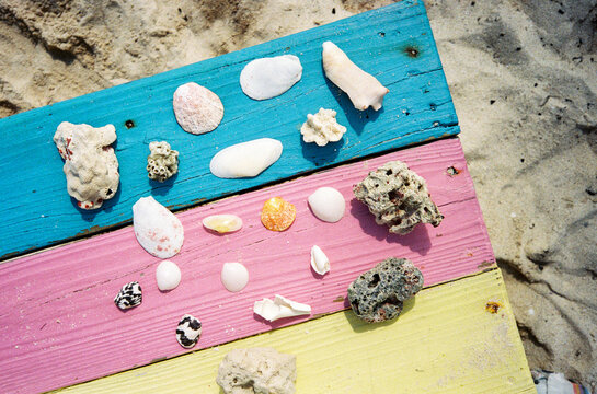 Collection of shells found on beach in the Bahamas
