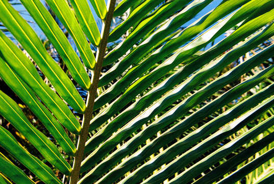 Palm tree fronds abstract natural texture