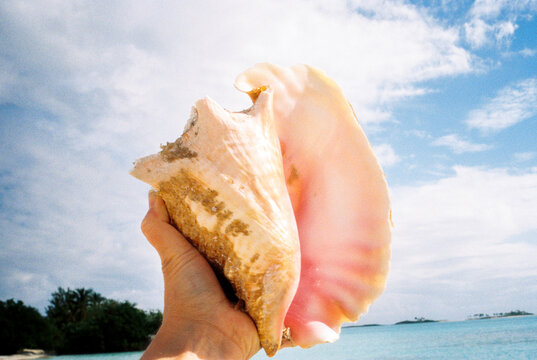 Conch Shell and Blue Sky, Bahamas