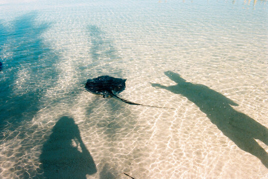 Vacation experience encounter with wild stingray in Bahamas