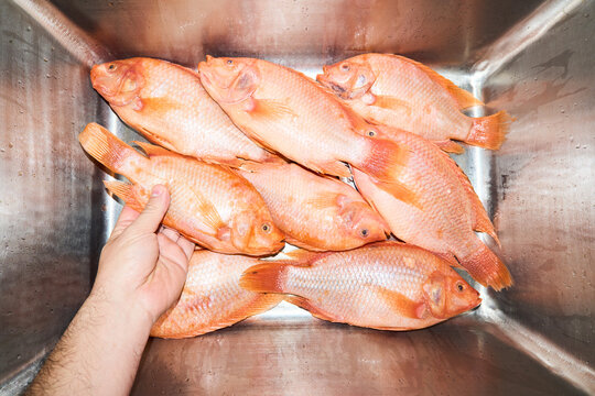 Hand picking fresh raw tilapia fish from sink
