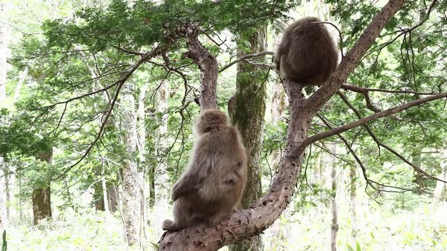 春の観光名所上高地の岳沢湿原にいる可愛い日本猿の姿