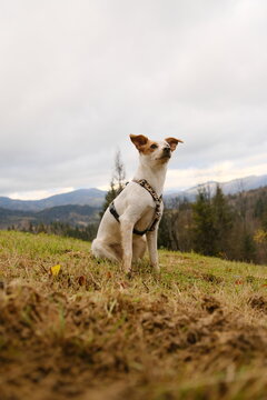 Mixed breed dog near a Scandinavian house outdoors.