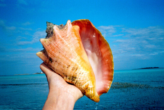 Conch found on beach in Bahamas UGC travel moment