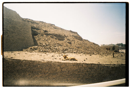 Dog Rests on Stone Wall in Sunny Location Near Archaeological Site