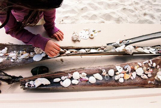 Collection of seashells and beach finds displayed in palm tree bark