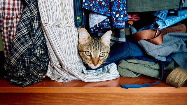 Cat resting inside a closet