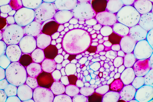 Micrograph of Lotus Stem Cross Section