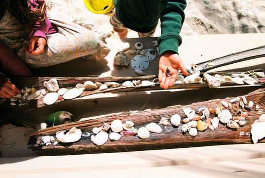 Collection of seashells and beach finds displayed in palm tree bark