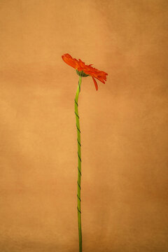 Red flower stands tall against a simple brown background 