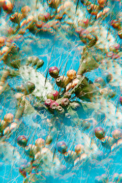 a kaleidoscopic image of a prickly pear cactus with fruit