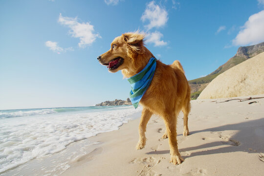 Summer beach dog