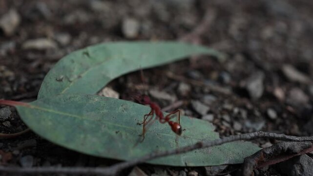 Dramatic macro close-up shot captures an Australian red ant moving across a green leaf among twigs and pebbles on a shaded forest floor, detailed textures and rich natural light.