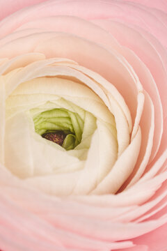 Macro of pink peony bud with soft layered petals