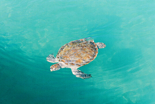 Sea Turtle Swimming in the Wild on Green Turtle Cay, Bahamas