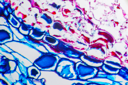 Micrograph of Pine Stem Cross Section
