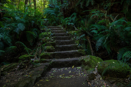 Rain forest with steps on a hike in the Blue Mountains in Australia