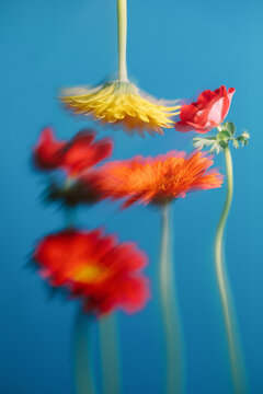 Colorful flowers against blue background with blurred focus