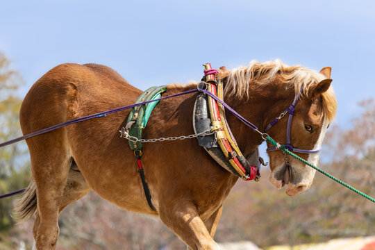 わくや桜まつりの東北輓馬競技大会 の美しい尾花栗毛の輓馬