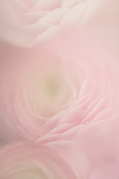 Soft pastel peony flowers macro shot through translucent paper