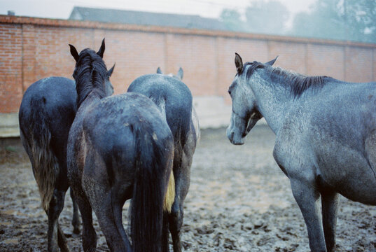 Group of horses on dirt ground by brick wall
