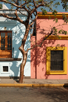 Travel memories in Oaxaca with colorful buildings and a tree