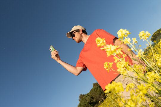 Man Checks Phone in Field of Yellow Flowers 