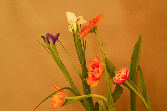 Colorful flowers arranged against a simple background 