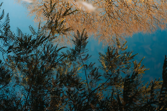 Abstract reflection of tree branches on calm blue water