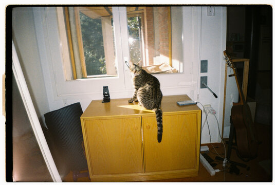 Cat Sits on Yellow Cabinet Looking out Window in Bright Room
