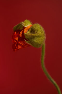 Red poppy flower bud beginning to bloom on red background