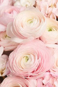Close-up of soft pink peony flowers background
