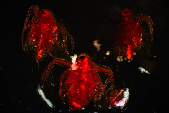 Micrograph of Water Flea Daphnia