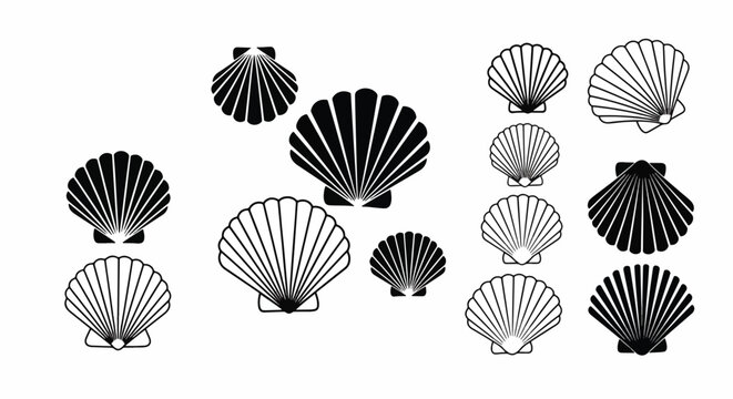 Collection of Scallop Shells in Various Sizes and Styles.