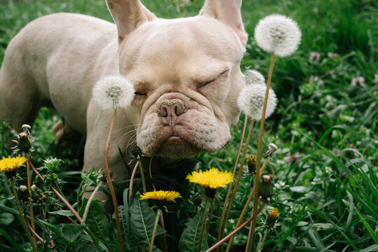 French bulldog among dandelions in grass