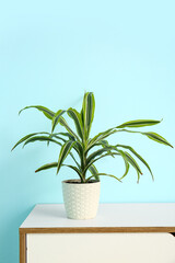 Naklejka premium Green houseplant on shelf near blue wall
