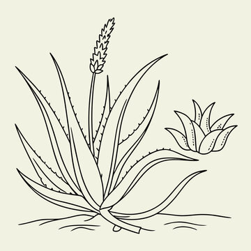 aloe vera gel concentrate Lakewood Organic Pure Aloe Gel Juice main image 1
