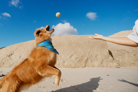 Ball play at beach with dog