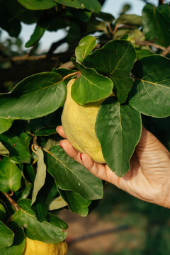 Hand holding quince on tree branch in sunlight