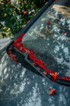 Red petals gathered along windshield wiper on car