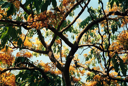 Film organic photo full blossom floral tree aesthetic nature outdoors