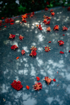 Red petals scattered on car surface with reflections